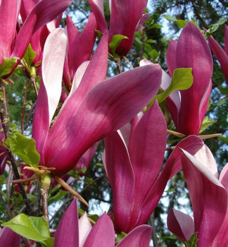 Magnolie SUSAN auf Stamm 120 cm, Cont. 12 l