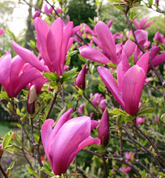 Magnolie 'SUSAN' auf Stamm 120 cm, Cont. 15 l