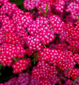 Schafgarbe CERISE QUEEN Cont. 0,5 l