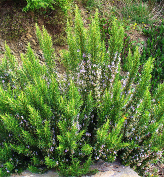 Obrzok (2)