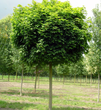 Spitzahorn 'GLOBOSUM' auf Stamm 120 cm, Cont. 10 l