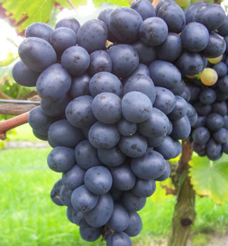Resistente Tafeltraube NERO, wurzelballen