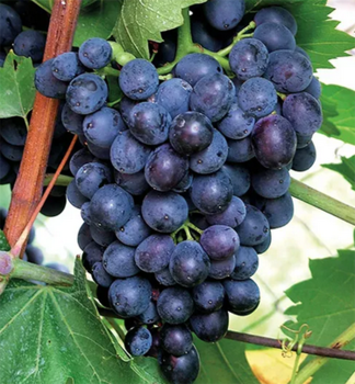 Resistente Tafeltraube ESZTER, wurzelballen