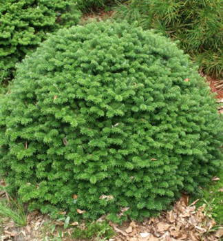 Korea-Tanne �BRILLANT� 15-20 cm, Cont. 2,5 l