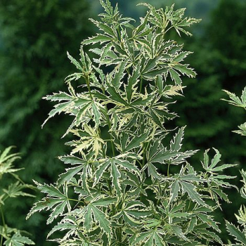 Obrzok (4)