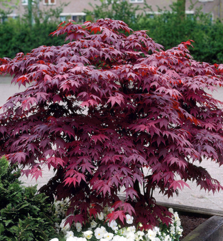 Fcherahorn BLOODGOOD 70-80 cm, Cont. 10 l