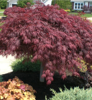 F�cherahorn �CRIMSON QUEEN� 50-60 cm, kont. 2 l