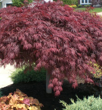 F�cherahorn �CRIMSON QUEEN� 50-60 cm, kont. 2 l