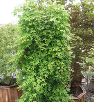 F�cherahorn 'RYUSEN' auf Stamm 50 cm, Cont. 7,5 l