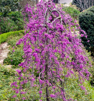 Kanadischer Judasbaum LAVENDER TWIST auf Stamm 90 cm, Cont. 10 l