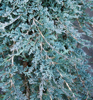 Obrzok (2)