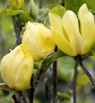 Magnolie YELLOW BIRD auf Stamm 90 cm, Cont. 18 l