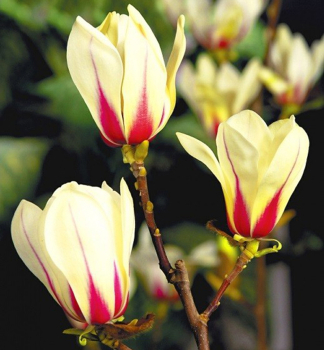 Magnolie 'SUNRISE' 50-60 cm, Cont. 7 l