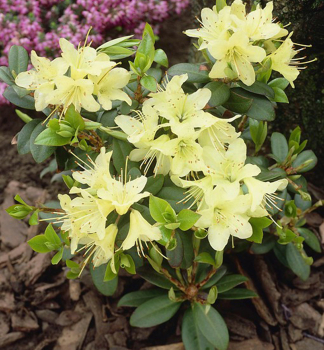 Zwerg-Rhododendron �SHAMROCK� 10-15 cm, Cont. 1,3 l