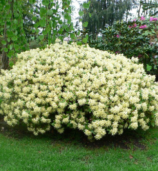 Zwerg-Rhododendron �SHAMROCK� 10-15 cm, Cont. 1,3 l