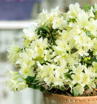 Rhododendron PRINCESS ANNE 20-30 cm, Cont. 2 l