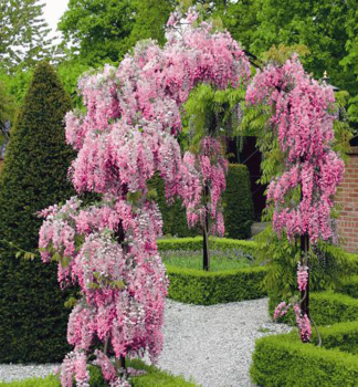 Blauregen ROSEA 40-50 cm, Cont. 2 l