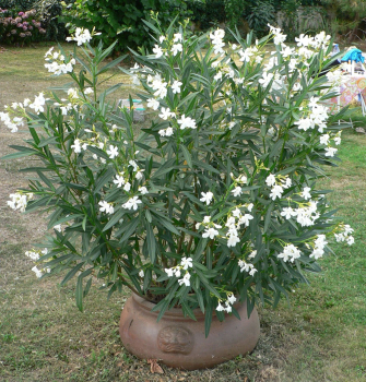 Obrzok (1)