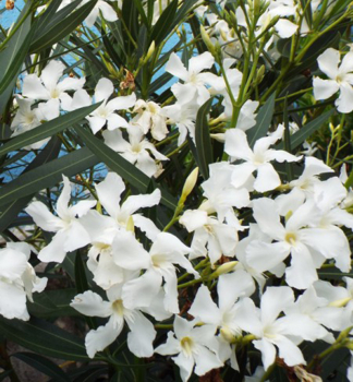 Weier Oleander SOEUR AGNES 80-90 cm, Cont. 3 l
