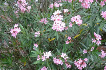 Obr�zok (1)