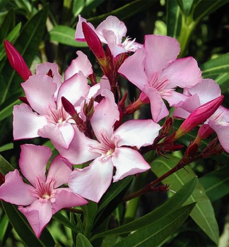 Rosa Oleander, 30-40 cm, Cont. 1,5 l