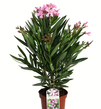 Rosa Oleander, 30-40 cm, Cont. 1,5 l