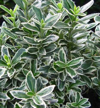 Japanischer Spindelstrauch MICROPHYLLUS ALBOVARIEGATUS 20-30 cm, Cont. 2,5 l