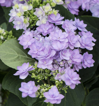 Bauern-Hortensie 'ROMANCE' 10-15 cm, Cont. 1,4 l