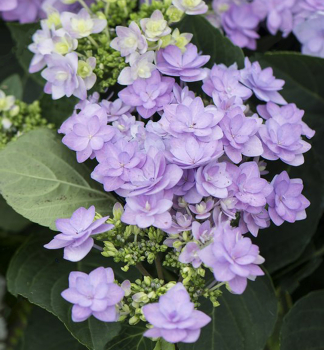 Bauern-Hortensie 'ROMANCE', Cont. 1,4 l