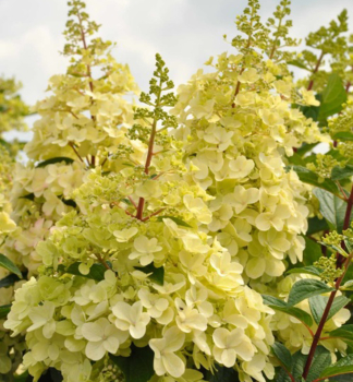 Rispenhortensie CANDLELIGHT 30-40 cm, Cont. 4 l