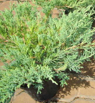 Obr�zok (2)