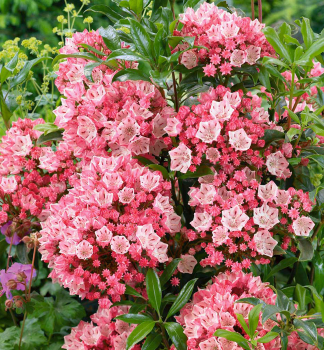 Berglorbeer �OLYMPIC FIRE� 30-40 cm, Cont. 4 l