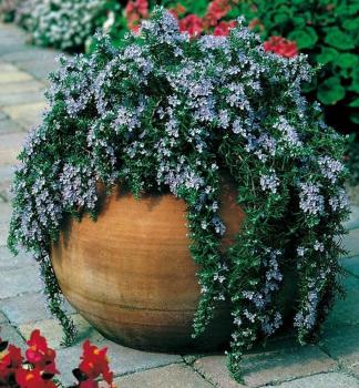 Kriechende Rosmarin, Cont. 1 l