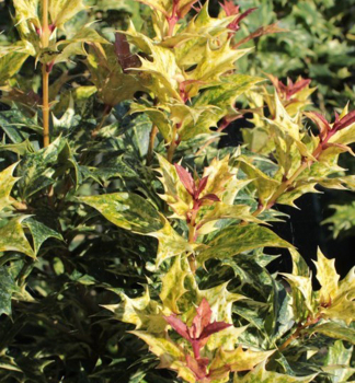 Stachelblttrige Duftblte 'TRICOLOR' 15-20 cm, Cont. 2,5 l