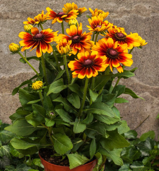 Sonnenhut (Rudbeckia) SMILEYZKISSING Cont. 0,5 l