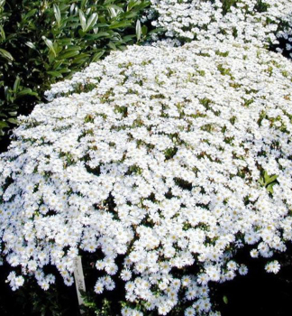 Kissen-Aster STARSHINE Cont. 0,5 l