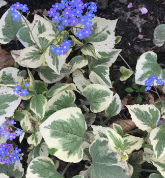 Kaukasus-Vergissmeinnicht 'VARIEGATA' Cont. 0,5 l