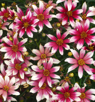 Mdchenauge SUNSTAR ROSE Cont. 0,5 l