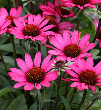 Sonnenhut (Echinacea) �MAGENTA PEARL�� Cont. 0,5 l