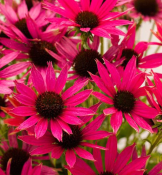 Sonnenhut (Echinacea) MAGENTA PEARL Cont. 0,5 l
