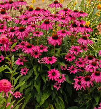 Sonnenhut (Echinacea) PURPLE EMPEROR Cont. 0,5 l