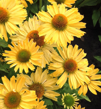 Sonnenhut (Echinacea) YELLOW PEARL Cont. 0,5 l