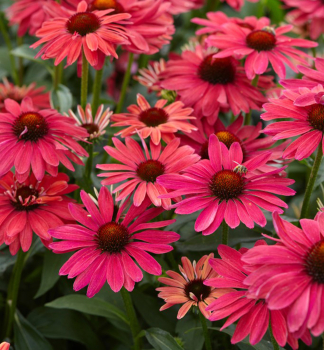 Sonnenhut (Echinacea) SWEET MEADOW MAMA Cont. 0,5 l