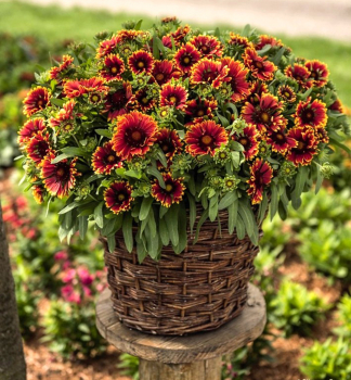 Kokardenblume SPINTOPORANGE HALO Cont. 0,5 l