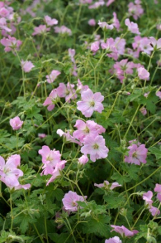 Obr�zok (2)