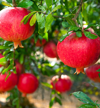 Granatapfelbaum �WONDERFULL� 110-130 cm, Cont. 2 l