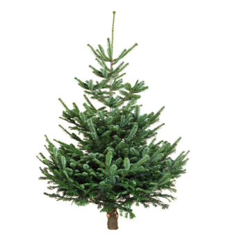 Normannische Tanne, PREMIUM 260-270 cm, frisch geschlagen