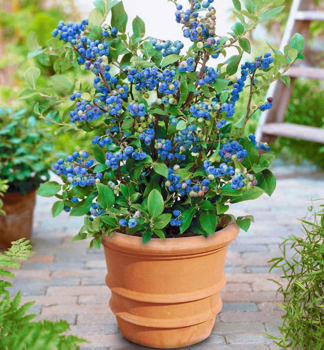 Heidelbeere �HORTBLUE PETITE� 20-30 cm, Cont. 2 l