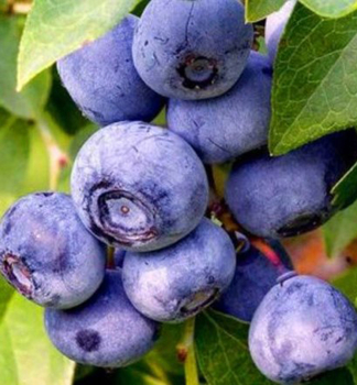 Heidelbeere 'HANNAH'S CHOICE' 20-30 cm, Cont. 2 l