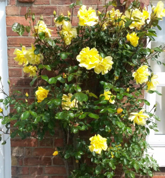 Kletterrose GOLDEN SHOWERS, Cont. 4 l